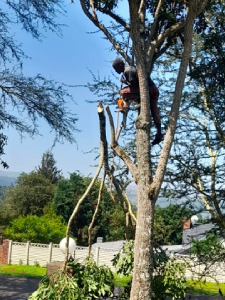 Tree Removal Pretoria