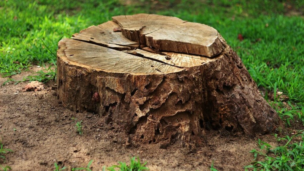 How much does it cost to remove a tree stump?
