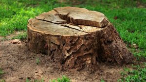 stump removal pretoria