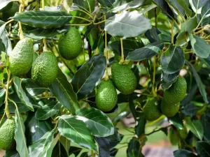 How to care for an Avocado Tree
